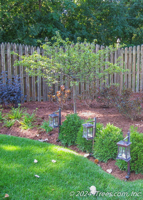 Sargent Tina Crabapple planted in a backyard landscape bed near a fence line.