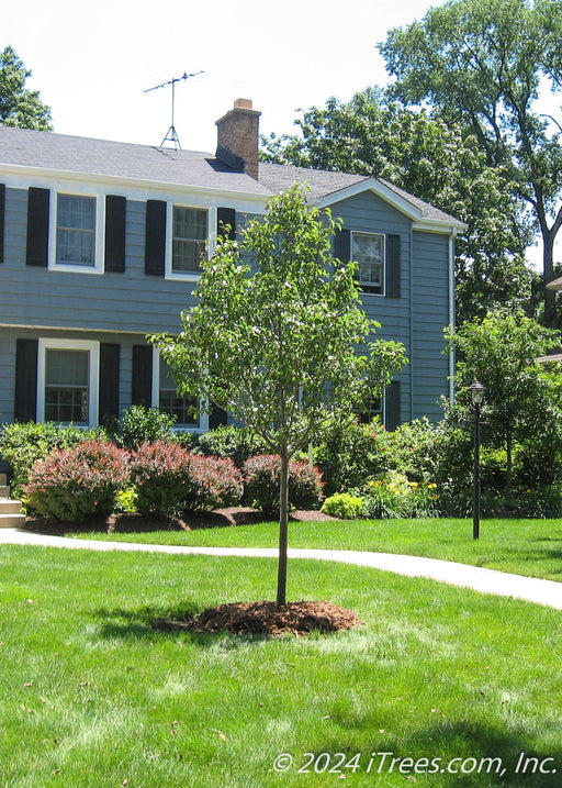 Aristocrat Ornamental Pear planted in the front yard of a home.