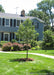 Aristocrat Ornamental Pear planted in the front yard of a home.