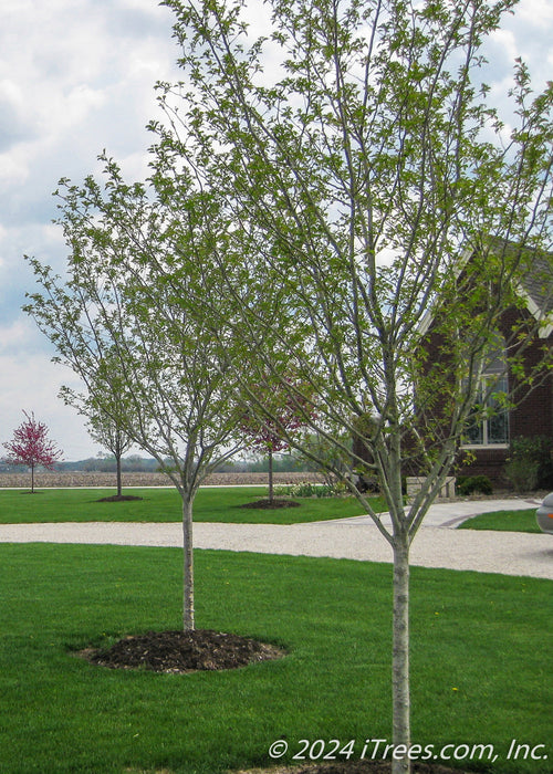 A grouping of newly planted single trunk Thornless Hawthorn with newly emerged green leaves planted in the front yard of a country home.