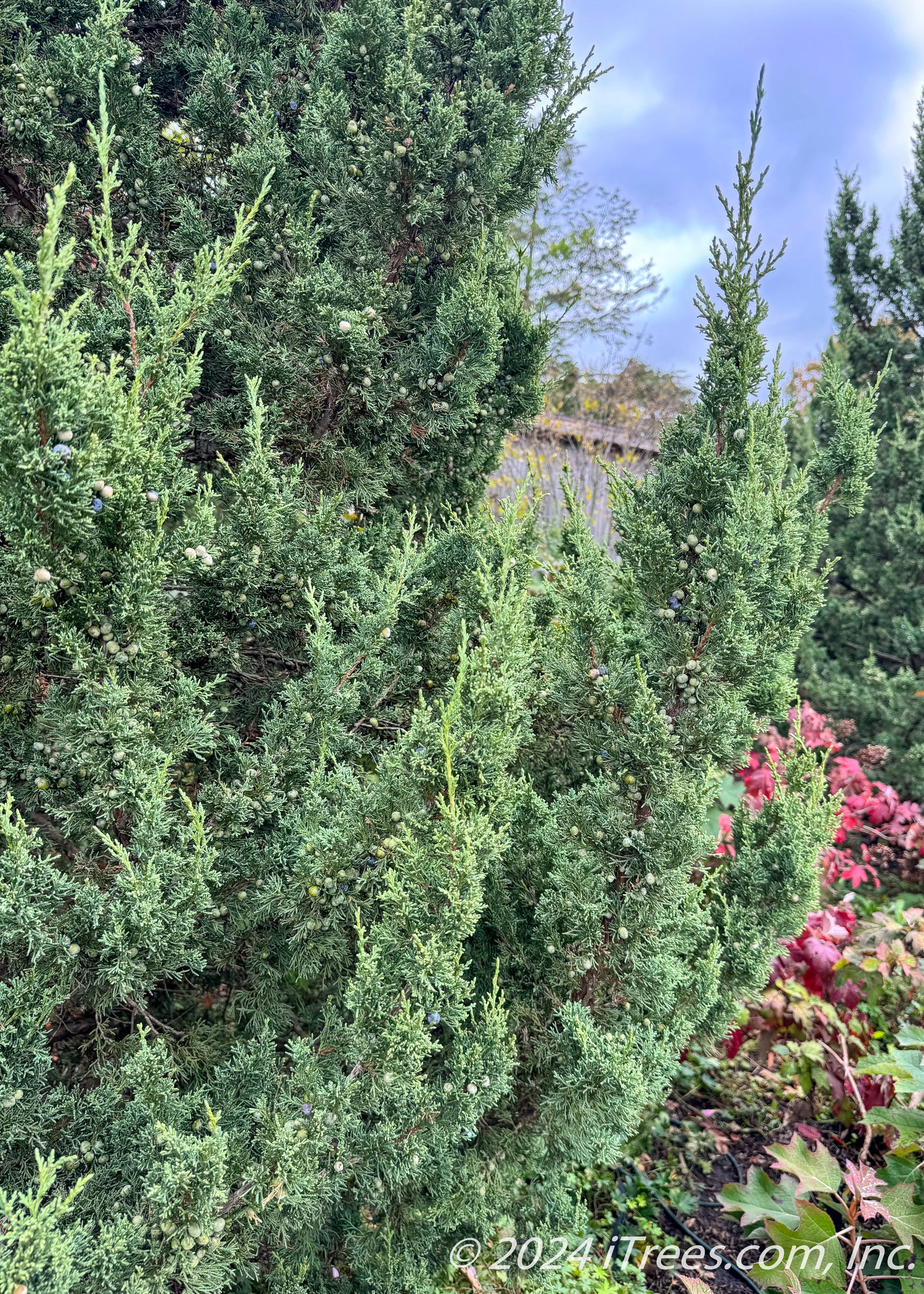 Fairview Juniper