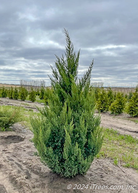 A single Blue Point Juniper growing in the nursery.