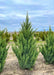 Blue Point Juniper grows in a nursery row.