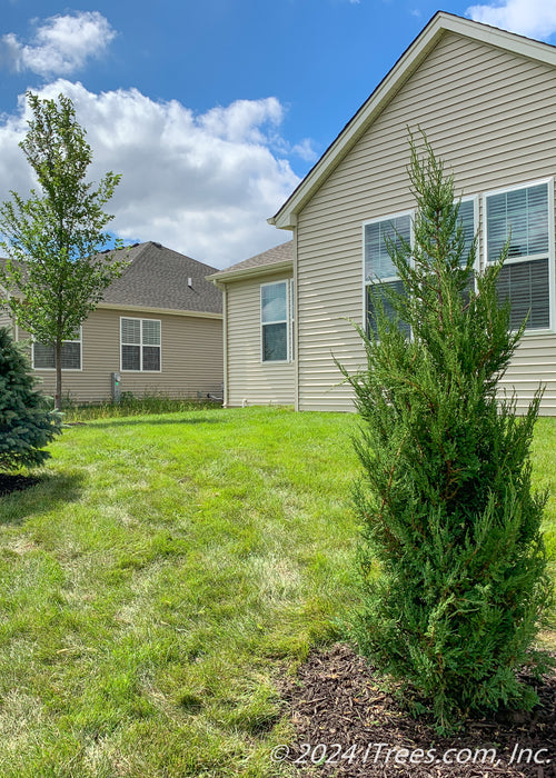 A newly planted Mountbatten Juniper planted with other trees in a backyard of a suburban house for privacy and screening.