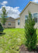 A newly planted Mountbatten Juniper planted with other trees in a backyard of a suburban house for privacy and screening.