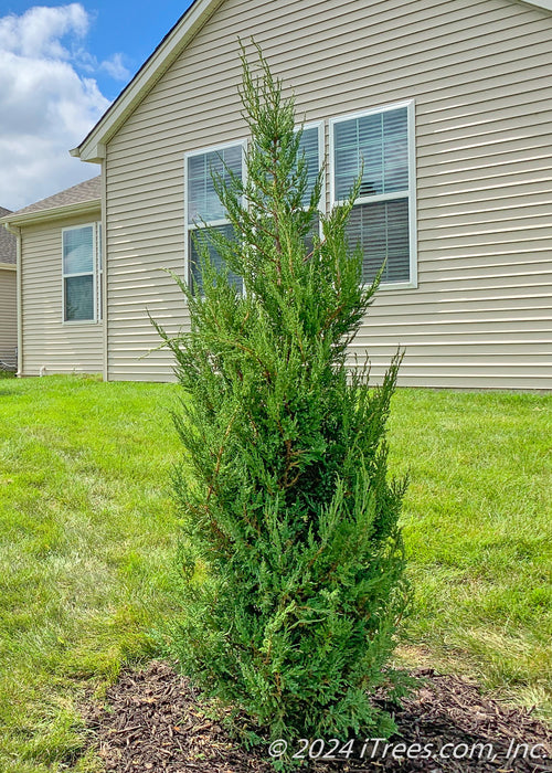 Mountbatten Juniper planted in a backyard for privacy and screening. The house and blue sky are in the background.