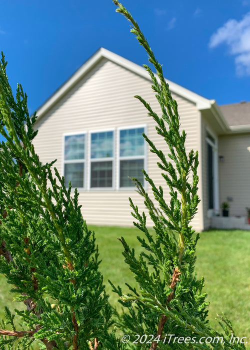 Closeup of sharp green needles with the house and blue sky in the background.