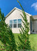 Closeup of sharp green needles with the house and blue sky in the background.