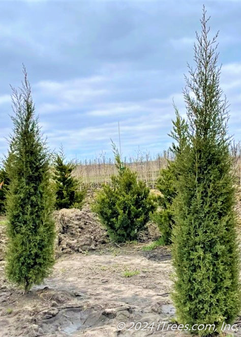 A row of Taylor Juniper at the nursery.