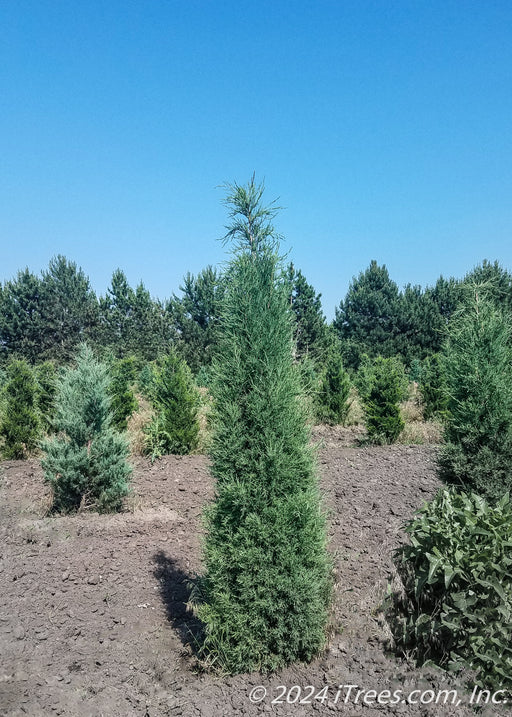 Taylor Juniper at the nursery with an upright narrow form. 