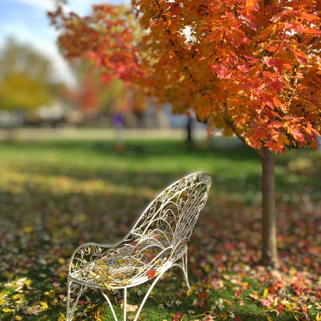 A white iron bench sits under the canopy of a sugar maple showing off its bright fall colors of yellow gold to red-orange.