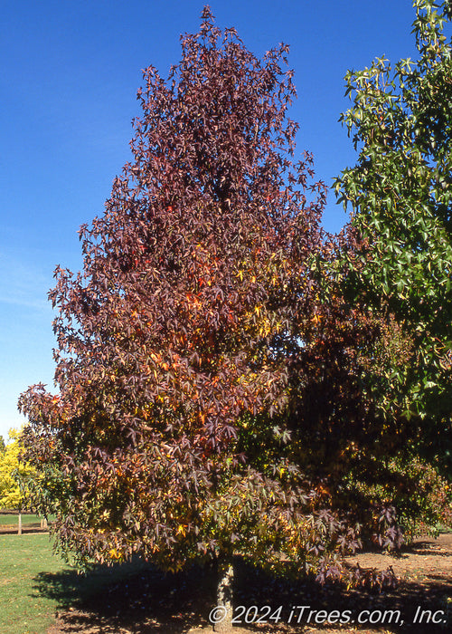A mature Worplesdon Sweetgum in fall with a strong pyramidal form and leaves in shades of green, yellow, orange to dark purple.