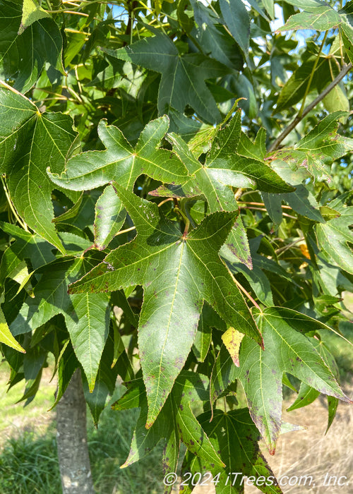 Closeup of shiny green leaves.