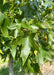 Closeup of shiny green leaves.