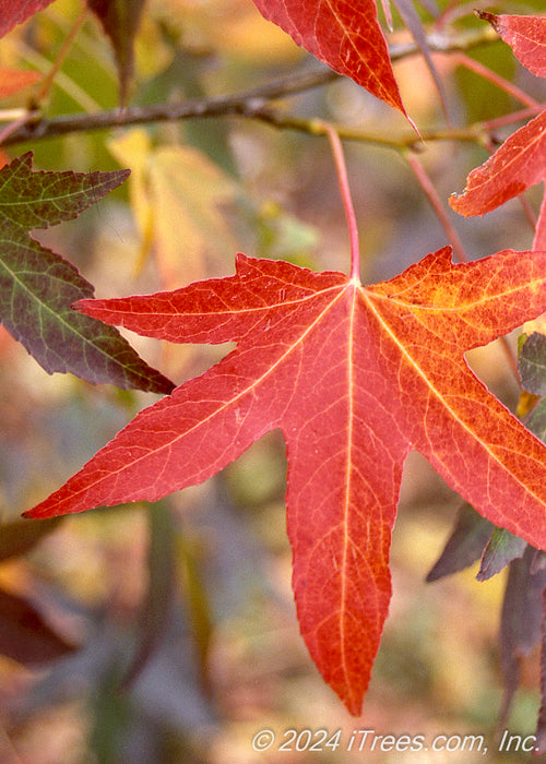Closeup of bright red-orange leaf.
