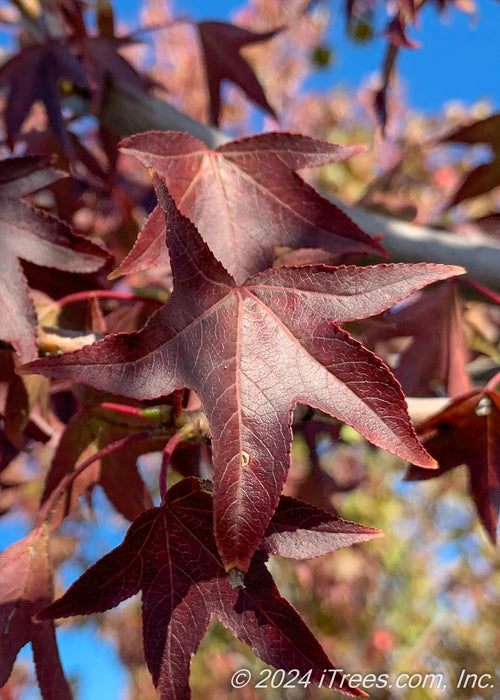 Closeup of dark wine purple star-shaped leaves.