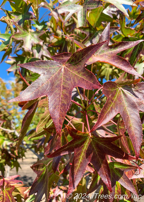 Closeup of shiny star-shaped leaves with changing fall color from green to dark wine red.