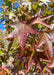 Closeup of shiny star-shaped leaves with changing fall color from green to dark wine red.