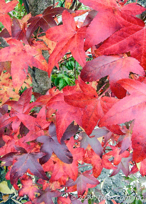 Closeup of bright red to wine-red leaves.