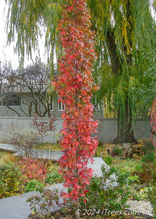A Slender Silhouette Sweetgum with bright red fall color planted in a garden.