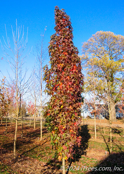 Slender Silhouette Sweetgum with bright reddish purple fall color planted in an open field.