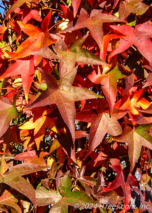 Closeup of star-shaped leaves with fall color from wine red to bright red-orange and yellow.