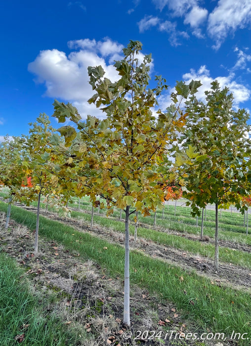 Tulp Tree row at the nursery with green and yellow leaves in fall.