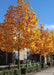 A row of Tulip Trees planted along a fence line and sidewalk in fall with golden fall color.