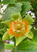 Closeup of a tulip flower with bright yellow and orange centers.