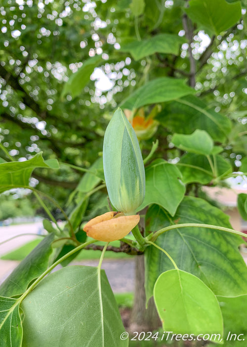 Closeup of a tulip flower bud.