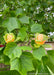 Closeup of the end of a branch of green leaves with tulip flowers sitting on top.