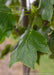 Closeup of Arnold Tulip Tree leaf.