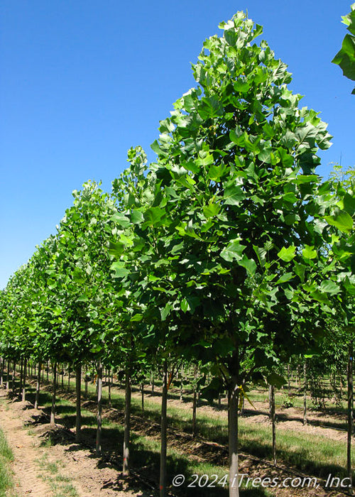 A row of Emerald City Tulip trees grow in the nursery showing pyramidal form and shiny green leaves, with smooth grey brown trunks.