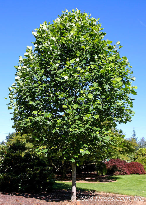 A maturing Emerald City Tulip Tree with a full canopy of shiny green leaves.