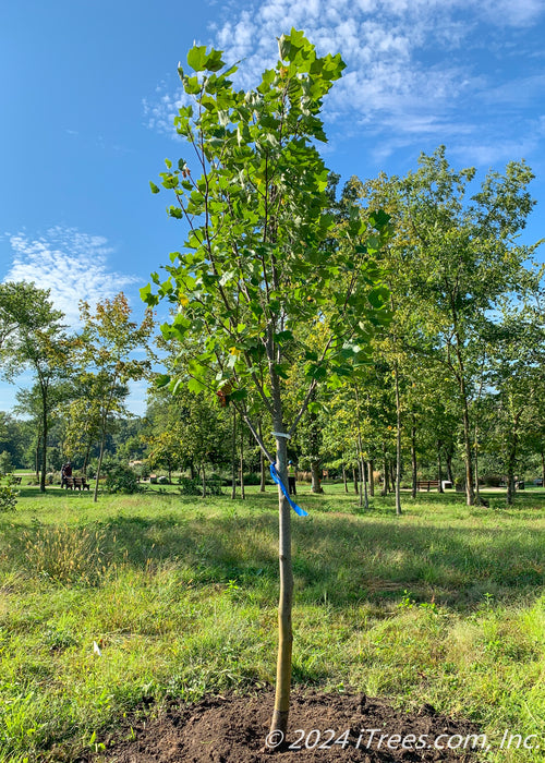 A newly planted Emerald City Tulip Tree planted in an natural park area as a memorial tree.