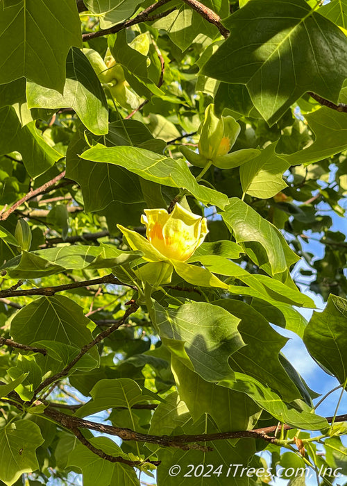 View looking up at tulip tree flowers topping branches of a tall Emerald City Tulip Tree.