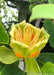 Closeup of large tulip-like flower with bright yellow-green petals with an orange center.