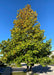 A Tulip Tree grows on a parkway showing maturing pyramidal form, with green leaves beginning to change to their yellow fall color. A clear blue sky is in the background.