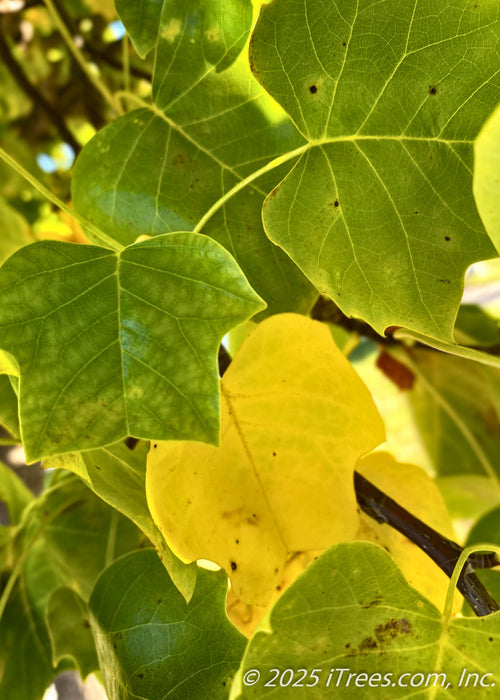 Tulip Tree