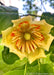 View of a Tulip Tree Flower from above showing its bright yellow petals, with orange centers.