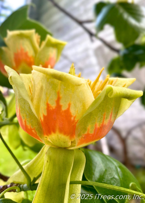 Closeup of a Tulip Flower, with its bright yellow petals painted with orange centers, its petal leaves upright like a tea-cup and curling over on the edges.