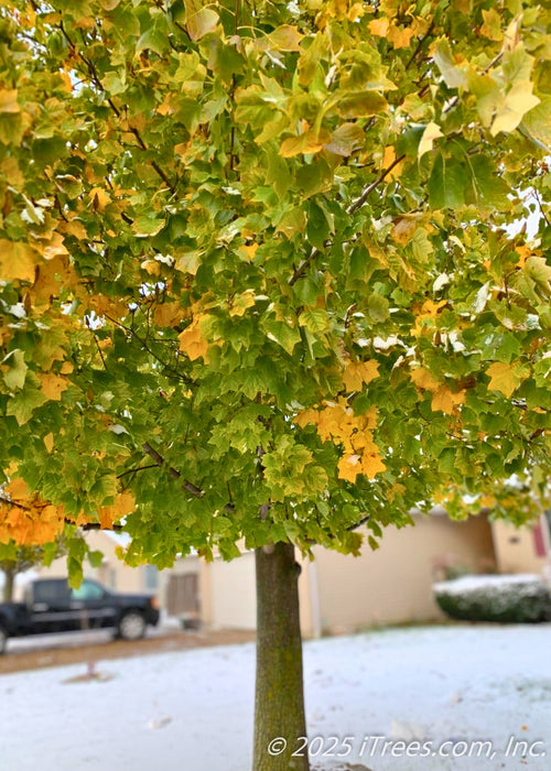 A Tulip Tree in early fall with a full canopy of green leaves changing to yellow, with a early winter snowfall covering the ground. 