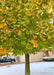 A Tulip Tree in early fall with a full canopy of green leaves changing to yellow, with a early winter snowfall covering the ground. 