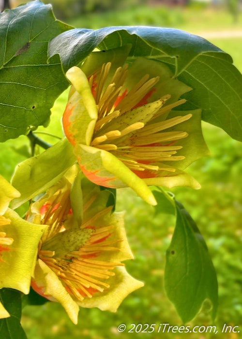 Profile view of Tulip Flowers and leaves showing their bright yellowish-green petals and orange centers. 