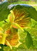 Profile view of Tulip Flowers and leaves showing their bright yellowish-green petals and orange centers. 