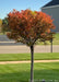 Closeup of a Little Twist Cherry newly planted with maroon fall color. 
