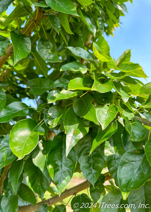 Closeup of a branch coated in rich shiny green leeaves.