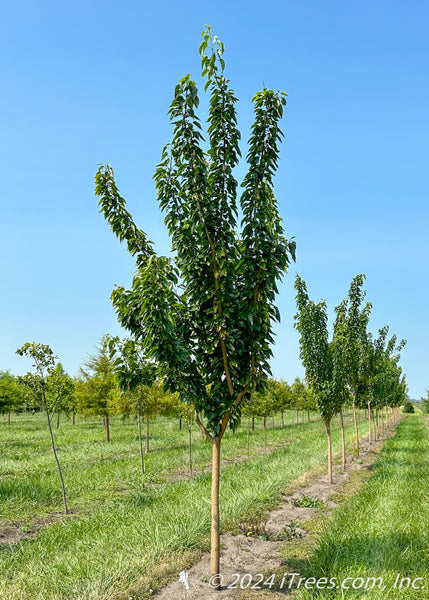 Maclurapomifera_11_grande.jpg?