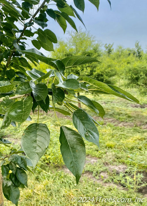 Closeup of shiny dark green leaves.