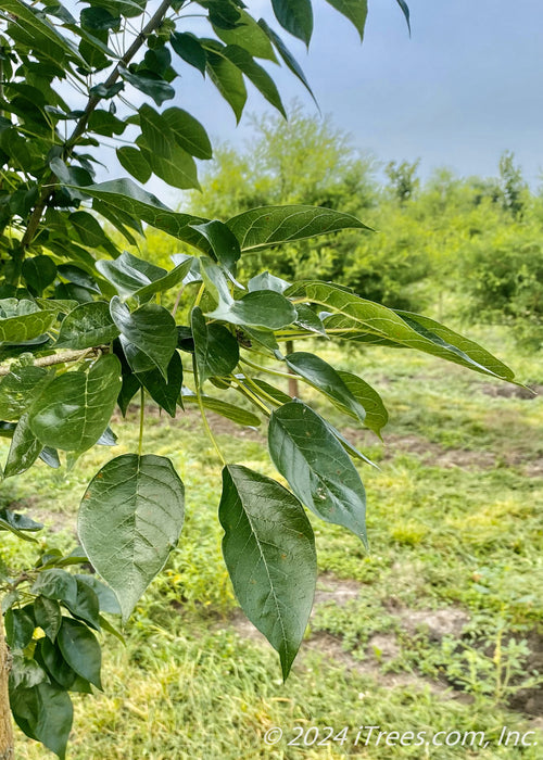 Closeup of shiny dark green leaves.